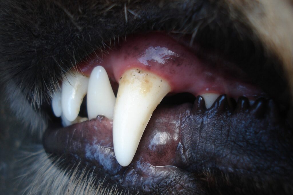 Les bêtes Les bêtes